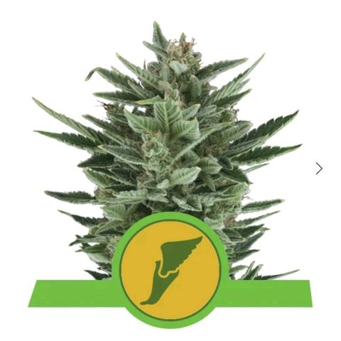 Quick1 pequeña growlog timeline photo