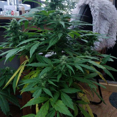 Quick1 pequeña growlog timeline photo