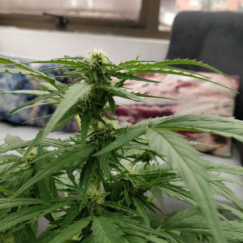 Quick1 pequeña growlog timeline photo