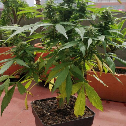 Quick1 pequeña growlog timeline photo