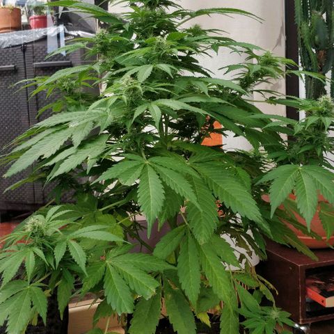 Quick1 grande growlog timeline photo