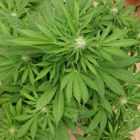 Quick1 grande growlog timeline photo