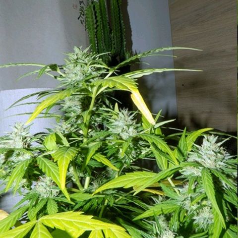 Quick1 pequeña growlog timeline photo