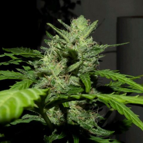 Quick1 pequeña growlog timeline photo