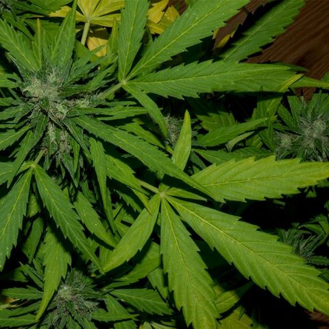 Quick1 pequeña growlog timeline photo