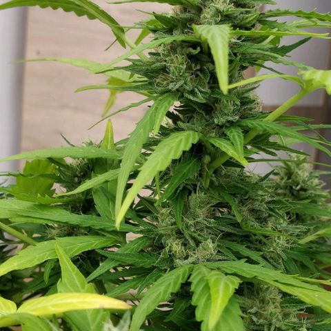 Quick1 pequeña growlog timeline photo