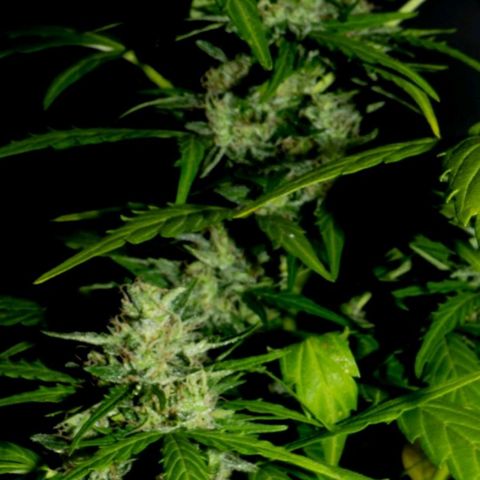 Quick1 pequeña growlog timeline photo