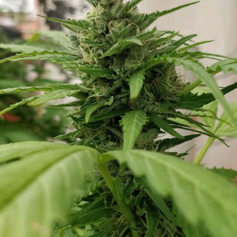 Quick1 pequeña growlog timeline photo