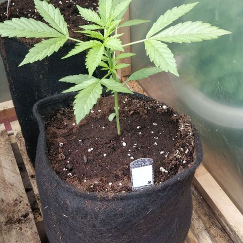 Northern lights 11 semanas growlog timeline photo