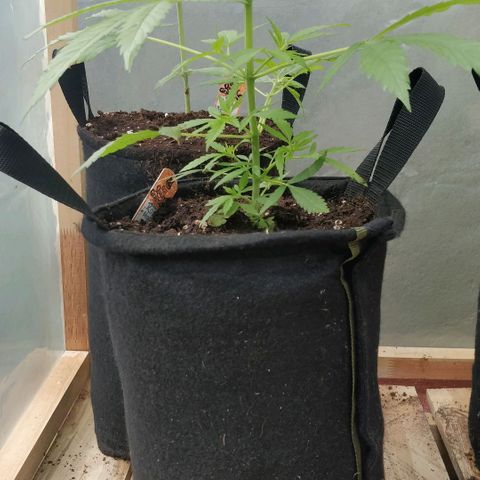 Royal Moby tiempo de floración 10 semanas growlog timeline photo