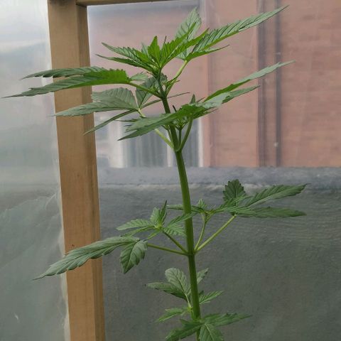 Blackberry gum 11 semanas growlog timeline photo