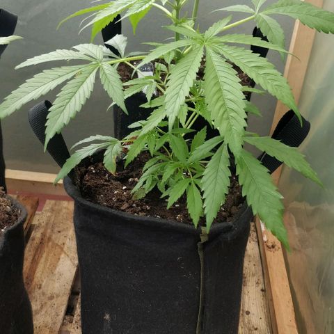 Royal Moby tiempo de floración 10 semanas growlog timeline photo