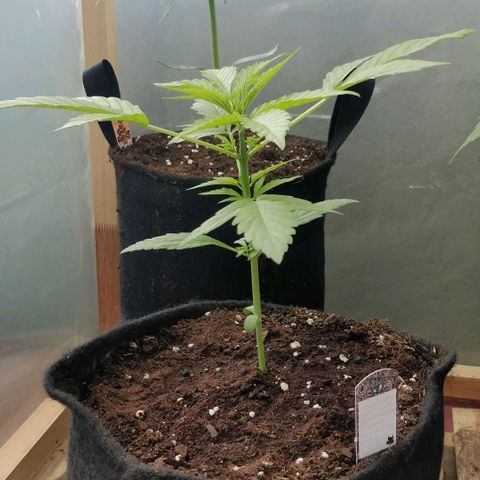 Northern lights 11 semanas growlog timeline photo
