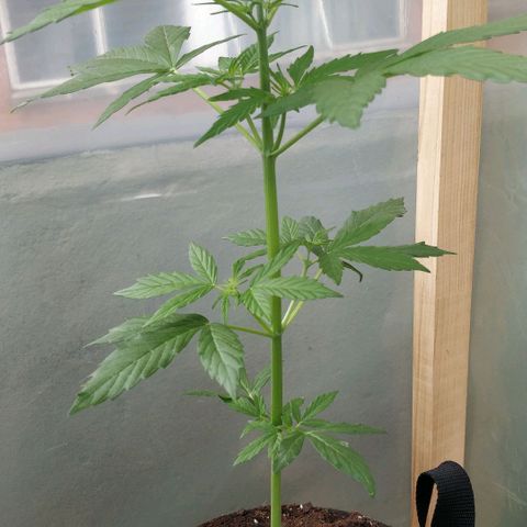 Blackberry gum 11 semanas growlog timeline photo