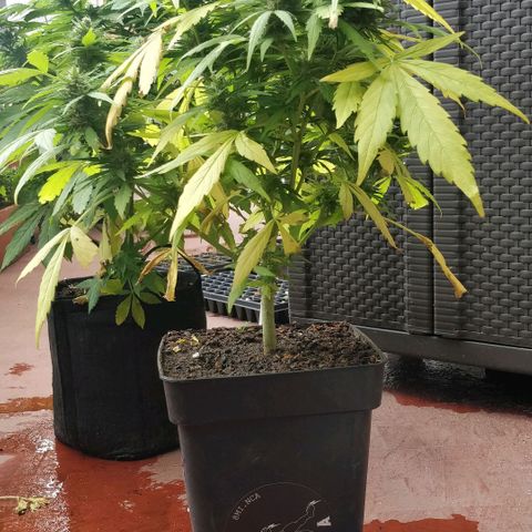 Quick1 pequeña growlog timeline photo
