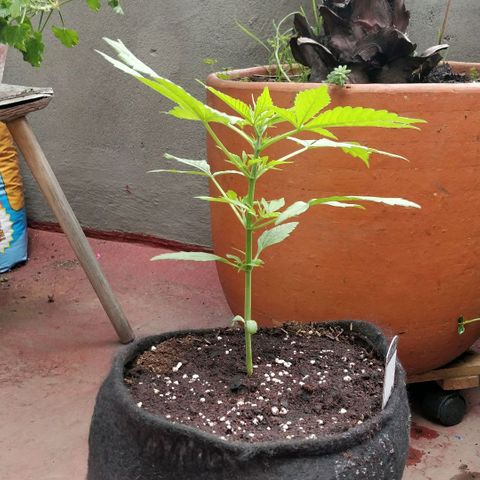 Northern lights 11 semanas growlog timeline photo