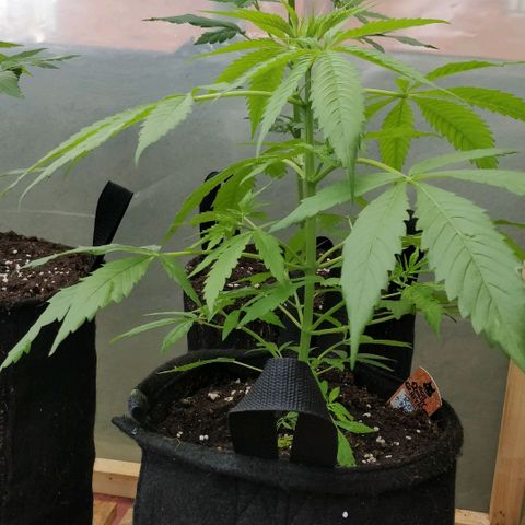 Royal Moby tiempo de floración 10 semanas growlog timeline photo