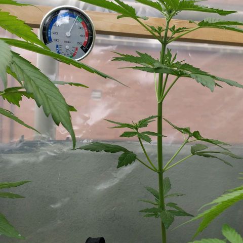 Blackberry gum 11 semanas growlog timeline photo