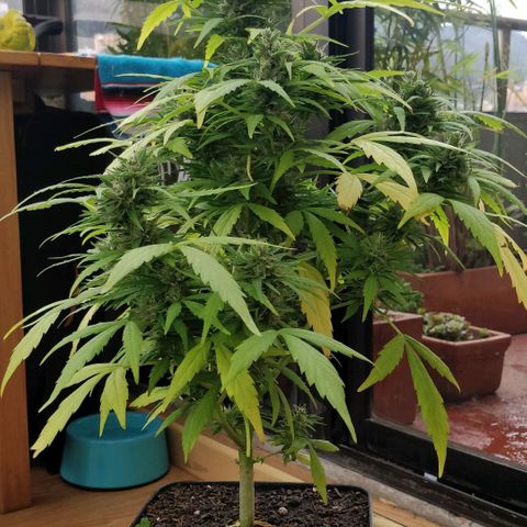 Quick1 pequeña growlog timeline photo