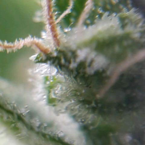 Quick1 pequeña growlog timeline photo
