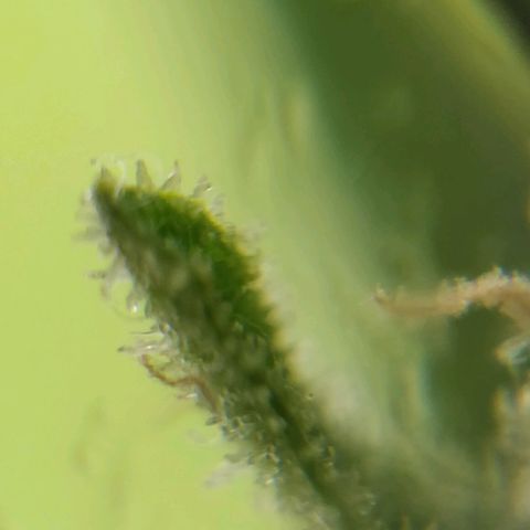 Quick1 pequeña growlog timeline photo