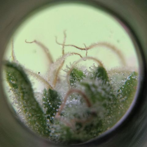 Quick1 pequeña growlog timeline photo