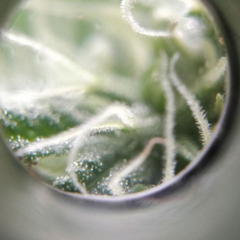 Quick1 grande growlog timeline photo
