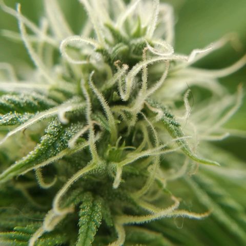 Quick1 grande growlog timeline photo