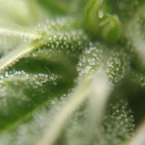 Quick1 grande growlog timeline photo