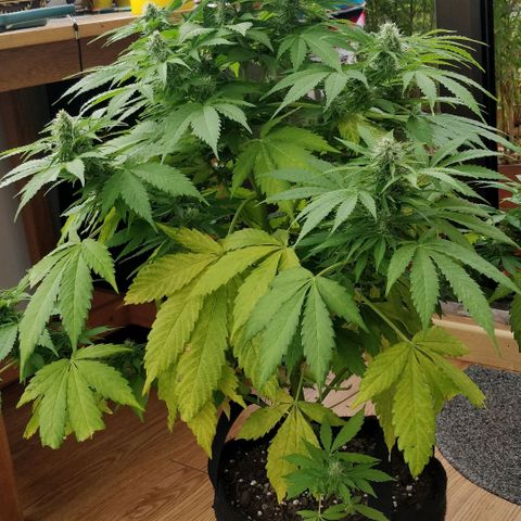 Quick1 grande growlog timeline photo