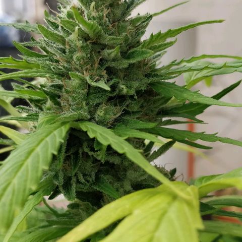 Quick1 pequeña growlog timeline photo