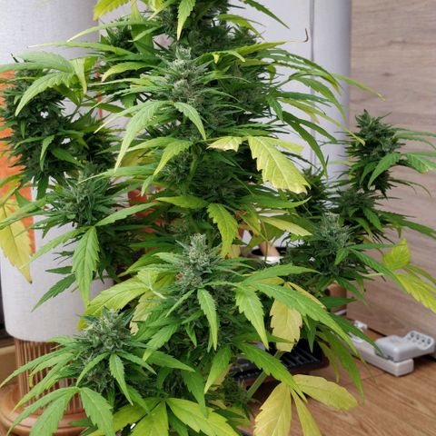 Quick1 pequeña growlog timeline photo