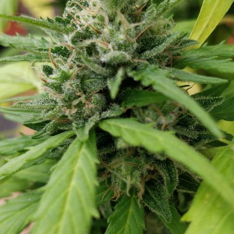 Quick1 pequeña growlog timeline photo