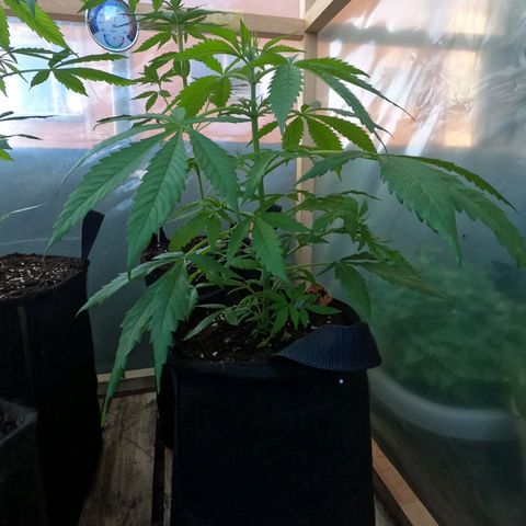 Royal Moby tiempo de floración 10 semanas growlog timeline photo