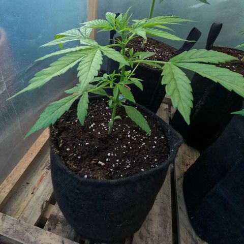 Northern lights 11 semanas growlog timeline photo