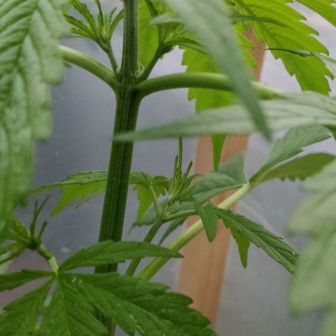 Blackberry gum 11 semanas growlog timeline photo