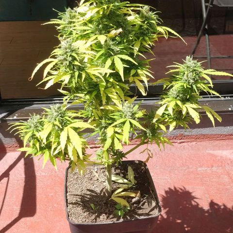 Quick1 pequeña growlog timeline photo