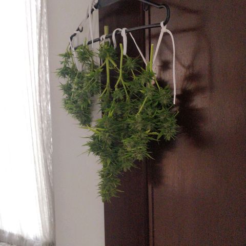 Quick1 pequeña growlog timeline photo