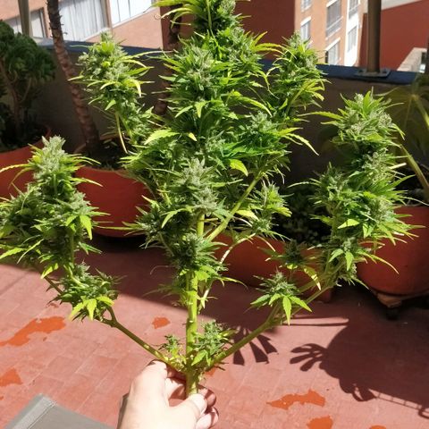 Quick1 pequeña growlog timeline photo