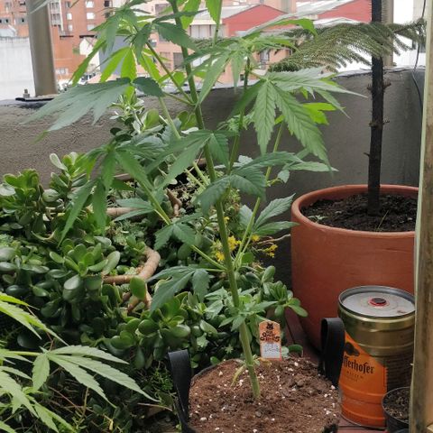 Blackberry gum 11 semanas growlog timeline photo