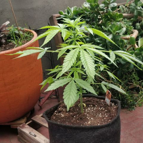 Northern lights 11 semanas growlog timeline photo