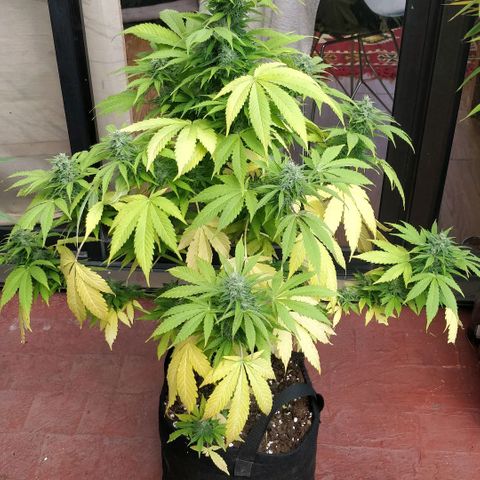 Quick1 grande growlog timeline photo