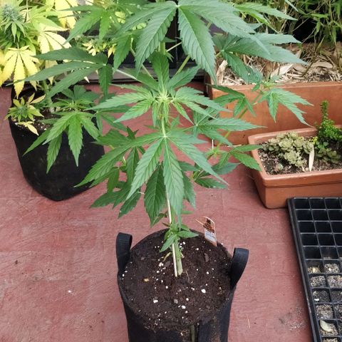 Blackberry gum 11 semanas growlog timeline photo