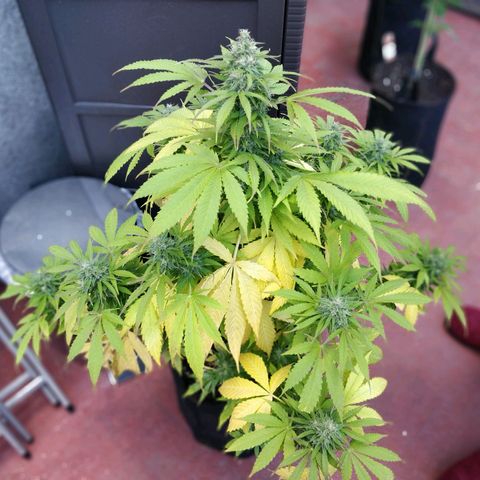 Quick1 grande growlog timeline photo
