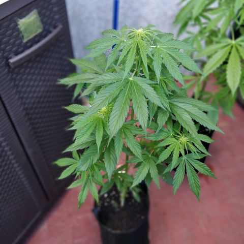 Blackberry gum 11 semanas growlog timeline photo