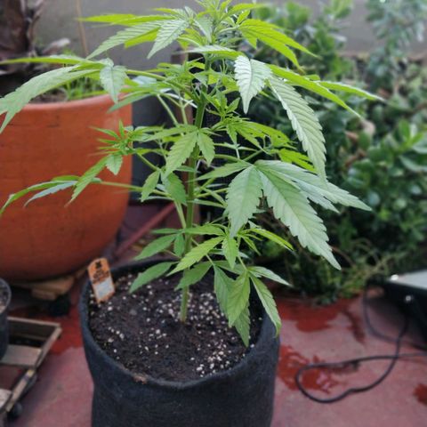 Northern lights 11 semanas growlog timeline photo