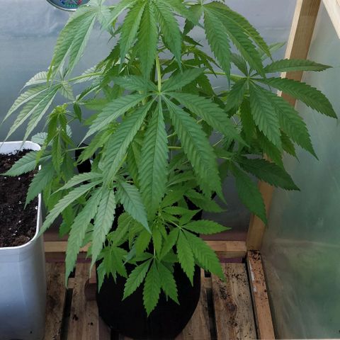 Royal Moby tiempo de floración 10 semanas growlog timeline photo
