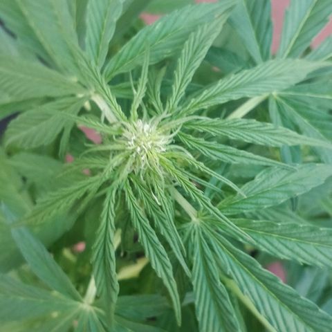 Blackberry gum 11 semanas growlog timeline photo