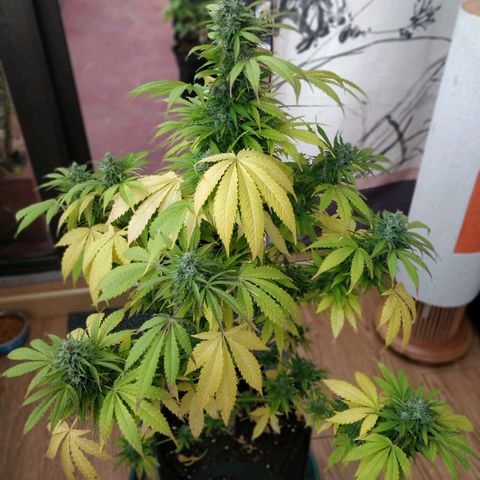 Quick1 grande growlog timeline photo