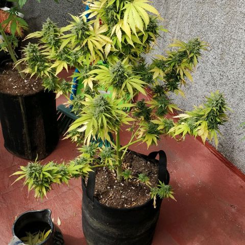 Quick1 grande growlog timeline photo